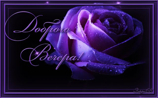 Открытка «Глубокий»: Добрый вечер: Стильная фиолетовая роза в каплях росы. Тэги: Добрый вечер и пожелания, Добрый веч…