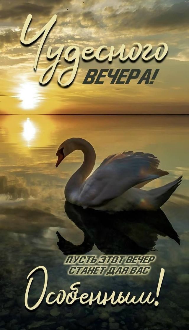 Открытка «Отличного настроения»: Чудесного вечера: открытка с лебедем на закате. Тэги: пожелание, надпись, птица…