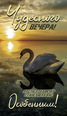 Открытка «Отличного настроения»: Чудесного вечера: открытка с лебедем на закате. Тэги: пожелание, надпись, птица…