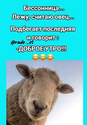 Открытка «С добрым утром»: Бессонница и доброе утро от овцы. Тэги: животное, пожелание, позитивная, отличное настроен…