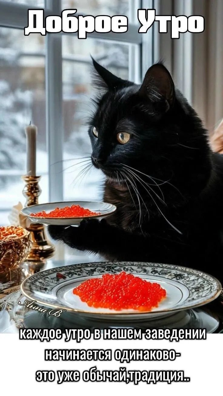 Открытка «С добрым утром»: Доброе утро! Кошачий завтрак с икрой и традицией. Тэги: кот, животное, пожелание, позитивн…