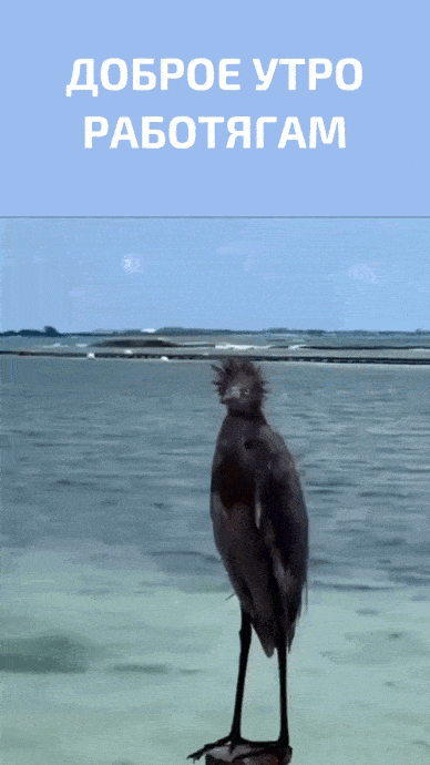 Открытка «С добрым утром»: Доброе утро работягам: пернатый коллега. Тэги: С добрым утром и удачной неделей, С добрым…