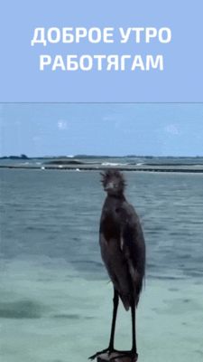 Открытка «С добрым утром»: Доброе утро работягам: пернатый коллега. Тэги: С добрым утром и удачной неделей, С добрым…