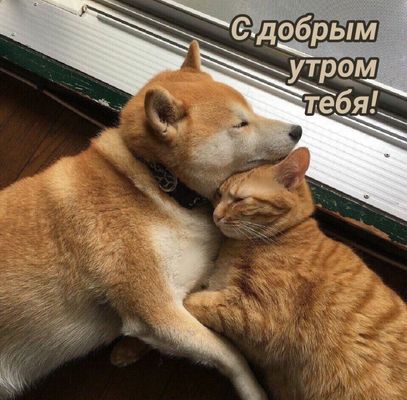 Открытка «С добрым утром»: С добрым утром! Нежные объятия друзей. Тэги: кот, животное, пожелание, позитивная, утро…