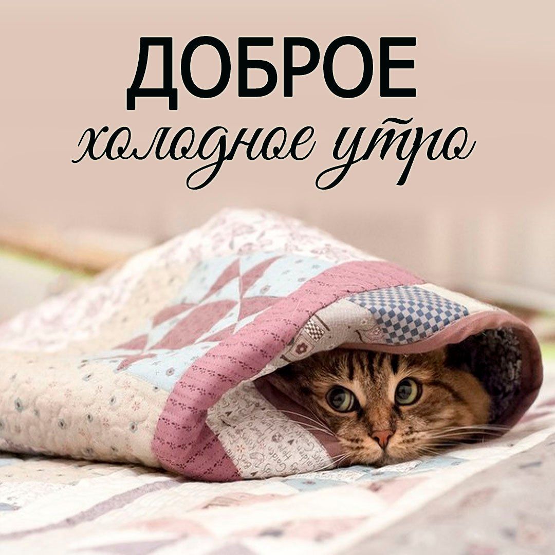 Открытка «С добрым утром»: Доброе холодное утро: уют под пледом с котом. Тэги: хорошего дня, кот, животное, пожелание…