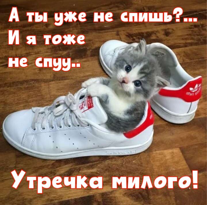 Открытка «С добрым утром»: Доброе утро: милый котёнок в кроссовке зовёт играть!. Тэги: кот, животное, пожелание…