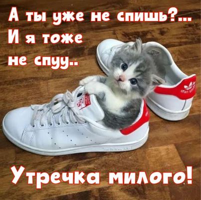 Открытка «С добрым утром»: Доброе утро: милый котёнок в кроссовке зовёт играть!. Тэги: кот, животное, пожелание…