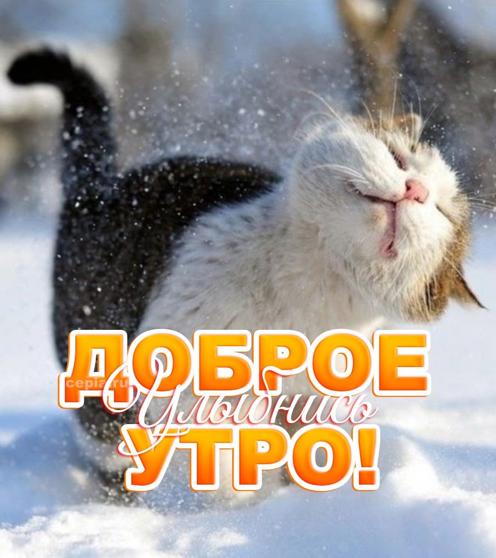 Открытка «С добрым утром»: С добрым утром! Улыбнись, как счастливый кот!. Тэги: кот, животное, пожелание, отличное на…