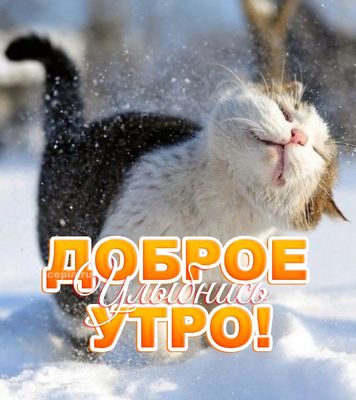 Открытка «С добрым утром»: С добрым утром! Улыбнись, как счастливый кот!. Тэги: кот, животное, пожелание, отличное на…