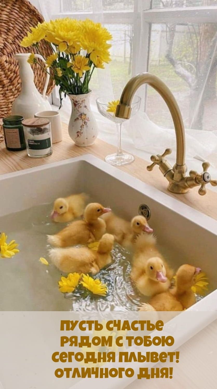 Открытка «С добрым утром»: Доброе утро: счастье плывет к тебе с утятами!. Тэги: животное, пожелание, отличное настрое…