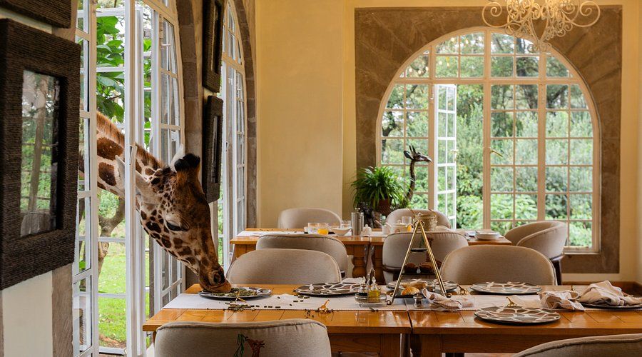 Открытка «С добрым утром»: Завтрак с жирафом: самое необычное доброе утро. Тэги: животное, пожелание, позитивная…