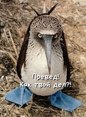 Открытка «С добрым утром»: С добрым утром! Превед! Как твои дел?!. Тэги: животное, пожелание, юмор, утро, друг…