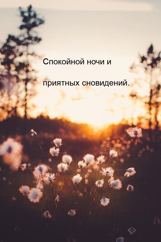 Открытка «Доброй ночи»: Спокойной ночи и приятных сновидений: закат и цветы. Тэги: Спокойной ночи, Спокойной ночи…