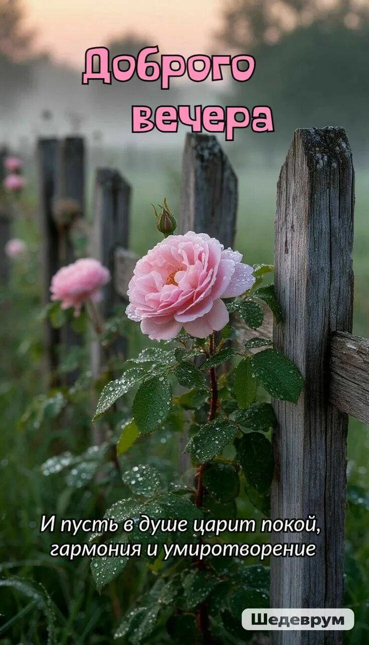Открытка «Добрый вечер и пожелания»: Добрый вечер: «Розы у забора» для души. Тэги: Доброго вечера и хорошего настроен…