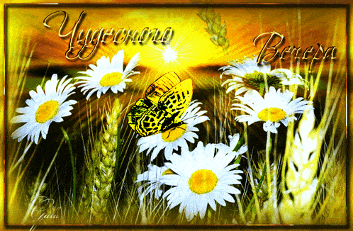 Открытка «Добрый вечер и пожелания»: Добрый вечер: «Чудесного вечера» с ромашками. Тэги: Добрый позитивный вечер…
