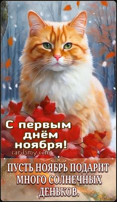 Открытка «Добрый день»: Добрый день: С первым днем ноября и рыжим котом. Тэги: Добрый день и добрые пожелания, Добрый…