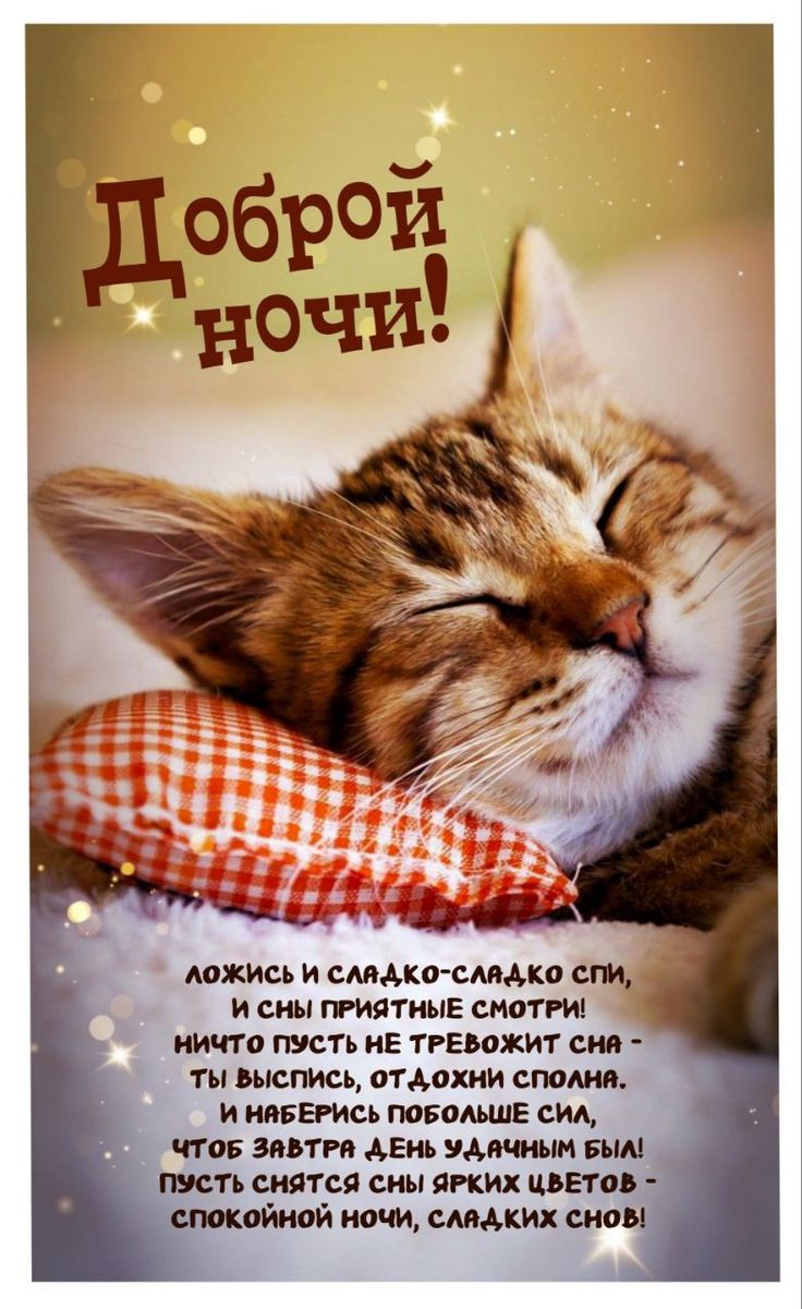 Открытка «Доброй ночи»: Спокойной ночи: милый котик на подушке. Тэги: Спокойной ночи, Спокойной ночи, с пожеланиями…