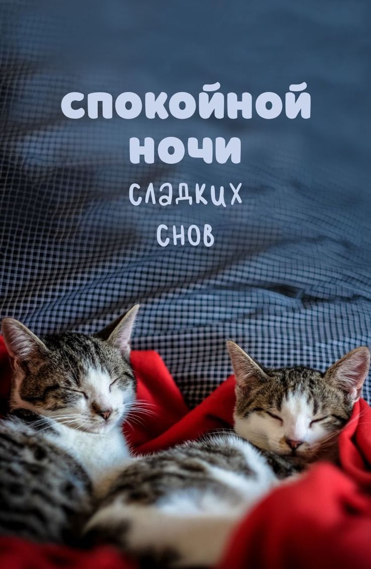 Открытка «Доброй ночи»: Спокойной ночи: Сладких снов с милыми котятами. Тэги: Спокойной ночи, Спокойной ночи, с пожел…