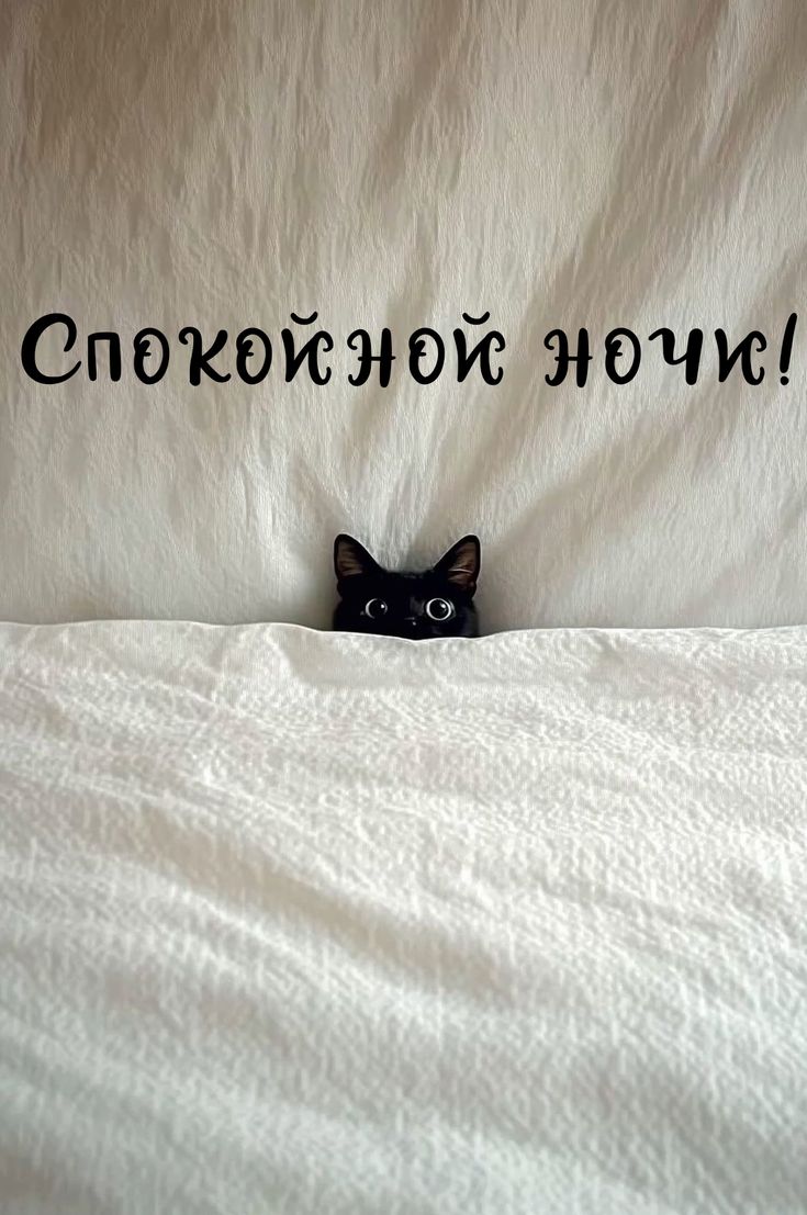 Открытка «Доброй ночи»: Спокойной ночи: прикольный черный кот под одеялом. Тэги: Спокойной ночи, Спокойной ночи…