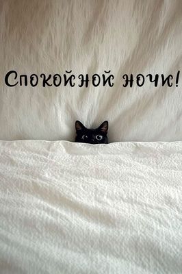 Открытка «Доброй ночи»: Спокойной ночи: прикольный черный кот под одеялом. Тэги: Спокойной ночи, Спокойной ночи…