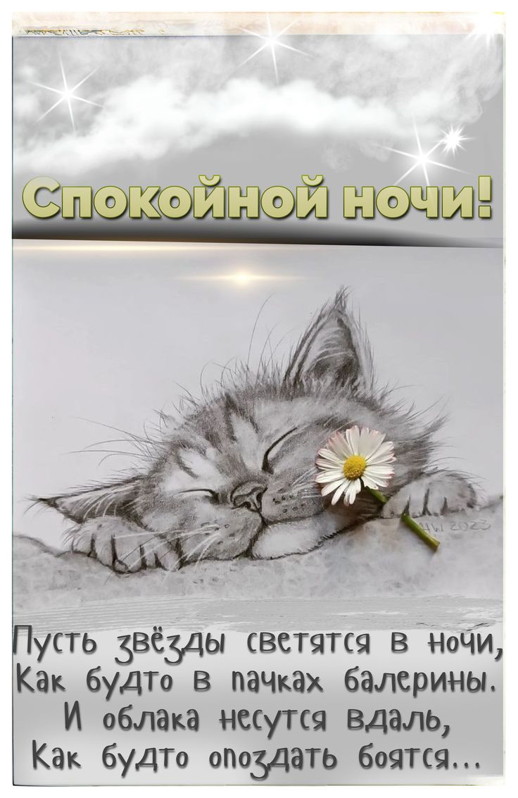 Открытка «Доброй ночи»: Спокойной ночи: милый котенок с ромашкой. Тэги: Спокойной ночи, Спокойной ночи, с пожеланиями…