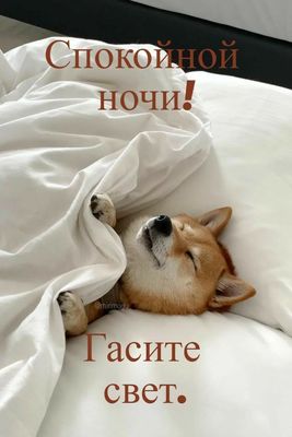 Открытка «Доброй ночи»: Спокойной ночи: Спящий пес и пожелание «Гасите свет». Тэги: Спокойной ночи, Спокойной ночи…