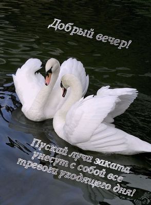 Открытка «Пожелание»: Добрый вечер: Красивые лебеди на закате. Тэги: настроение, надпись, хороший, птица, нежный…