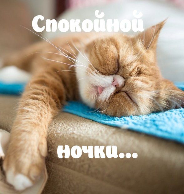 Открытка «Доброй ночи»: Спокойной ночи: милый рыжий кот желает сладких снов. Тэги: Спокойной ночи, Спокойной ночи…