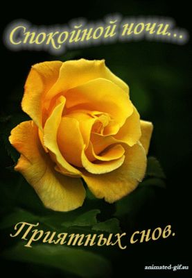 Открытка «Доброй ночи»: Доброй ночи: «Золотая роза» приятных снов. Тэги: Спокойной ночи, Спокойной ночи, красивые…
