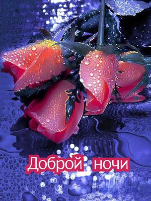 Открытка «Доброй ночи»: Спокойной и доброй ночи: красивые алые розы. Тэги: Спокойной ночи, глубокий, Спокойной ночи…