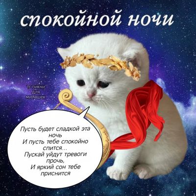 Открытка «Доброй ночи»: Спокойной ночи: милый котик и звездное пожелание. Тэги: Спокойной ночи, Спокойной ночи…