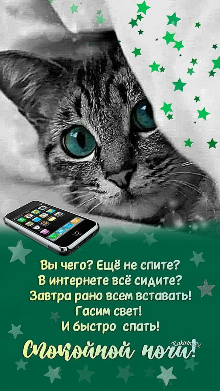 Открытка «Доброй ночи»: Спокойной ночи: прикольный кот с пожеланием отдыха. Тэги: Спокойной ночи, Спокойной ночи…
