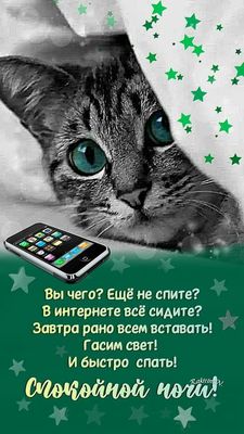 Открытка «Доброй ночи»: Спокойной ночи: прикольный кот с пожеланием отдыха. Тэги: Спокойной ночи, Спокойной ночи…