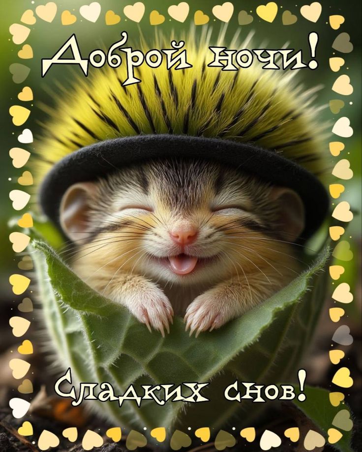 Открытка «Доброй ночи»: Доброй ночи: милый ежик и пожелание сладких снов. Тэги: Спокойной ночи, Спокойной ночи…