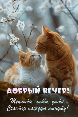 Открытка «Минута»: Добрый вечер! Тепла, любви и счастья каждую минуту. Тэги: Добрый вечер и пожелания, Добрый вечер к…