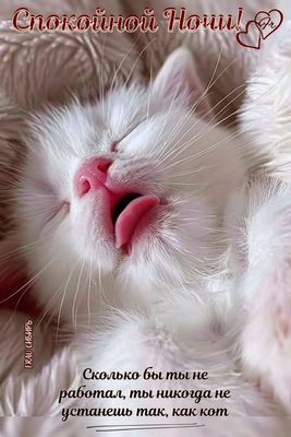 Открытка «Доброй ночи»: Спокойной ночи: прикольный белый кот. Тэги: Спокойной ночи, Доброй и спокойной ночи, Спокойно…