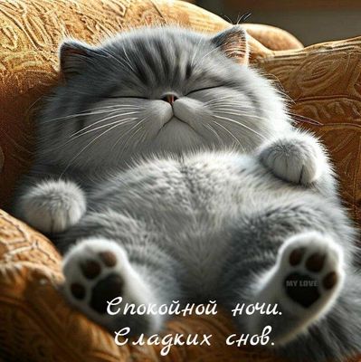 Открытка «Доброй ночи»: Спокойной ночи: Сладких снов с милым котом. Тэги: Спокойной ночи, Спокойной ночи, с пожелания…