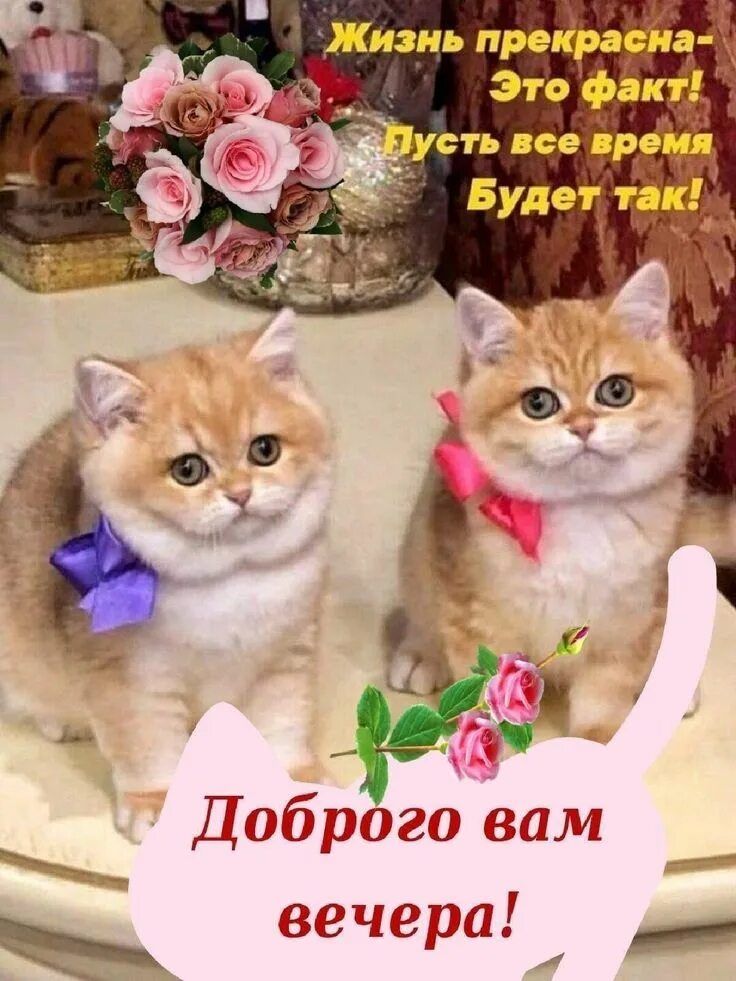 Открытка «Добрый вечер и пожелания»: Добрый вечер! Пожелание и милые котята с розами. Тэги: Добрый позитивный вечер…