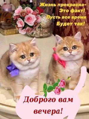 Открытка «Добрый вечер и пожелания»: Добрый вечер! Пожелание и милые котята с розами. Тэги: Добрый позитивный вечер…