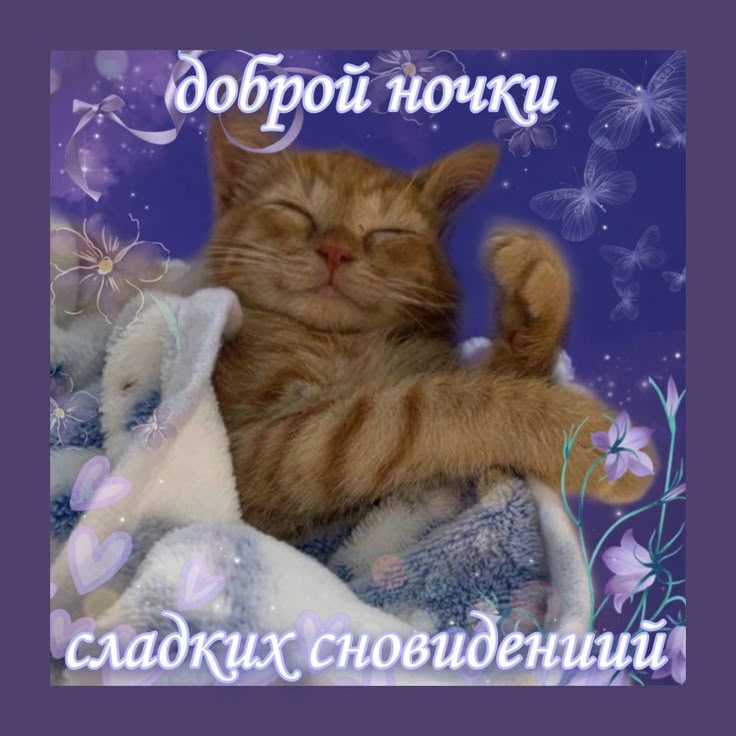Открытка «Доброй ночи»: Спокойной ночи: милый рыжий кот и сладкие сны. Тэги: Спокойной ночи, Спокойной ночи, с пожела…