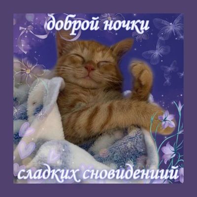 Открытка «Доброй ночи»: Спокойной ночи: милый рыжий кот и сладкие сны. Тэги: Спокойной ночи, Спокойной ночи, с пожела…