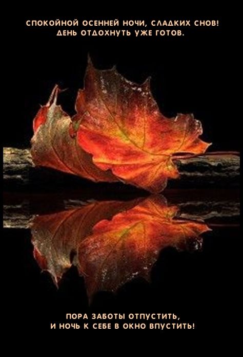 Открытка «Доброй ночи»: Спокойной ночи: красивая осенняя открытка с листом. Тэги: Спокойной ночи, Спокойной ночи…