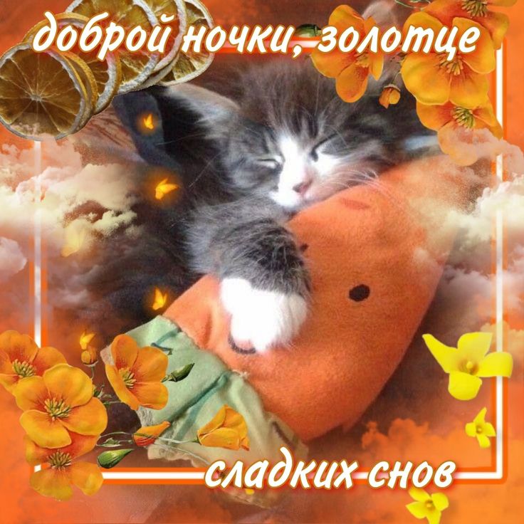 Открытка «Доброй ночи»: Доброй ночи: Милый котенок и пожелание сладких снов. Тэги: Спокойной ночи, Спокойной ночи…