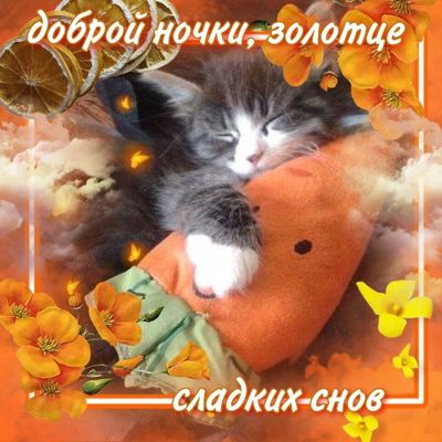 Открытка «Доброй ночи»: Доброй ночи: Милый котенок и пожелание сладких снов. Тэги: Спокойной ночи, Спокойной ночи…