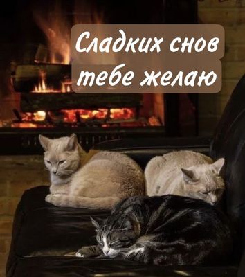 Открытка «Доброй ночи»: Спокойной ночи: Сладких снов тебе желаю и котика. Тэги: Спокойной ночи, Спокойной ночи…