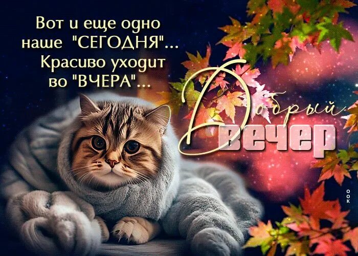 Открытка «Проза»: Добрый вечер: мудрая открытка с милым котом в пледе. Тэги: философский, Добрый вечер и пожелания…
