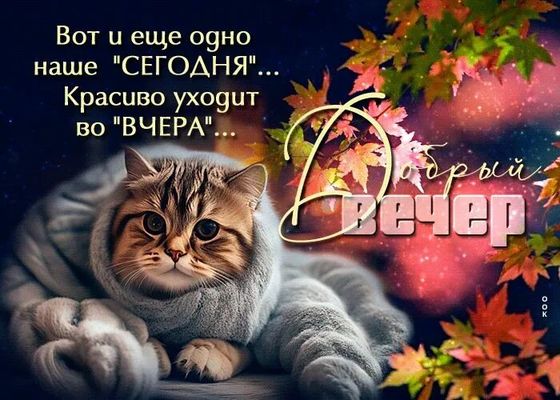 Открытка «Проза»: Добрый вечер: мудрая открытка с милым котом в пледе. Тэги: философский, Добрый вечер и пожелания…