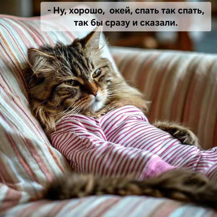 Открытка «Доброй ночи»: Спокойной ночи: прикольный кот в пижаме. Тэги: Спокойной ночи, Доброй и спокойной ночи…