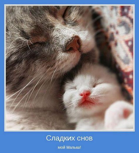 Открытка «Доброй ночи»: Спокойной ночи: «Сладких снов мой Малыш!». Тэги: Спокойной ночи, Спокойной ночи, с пожеланиями…