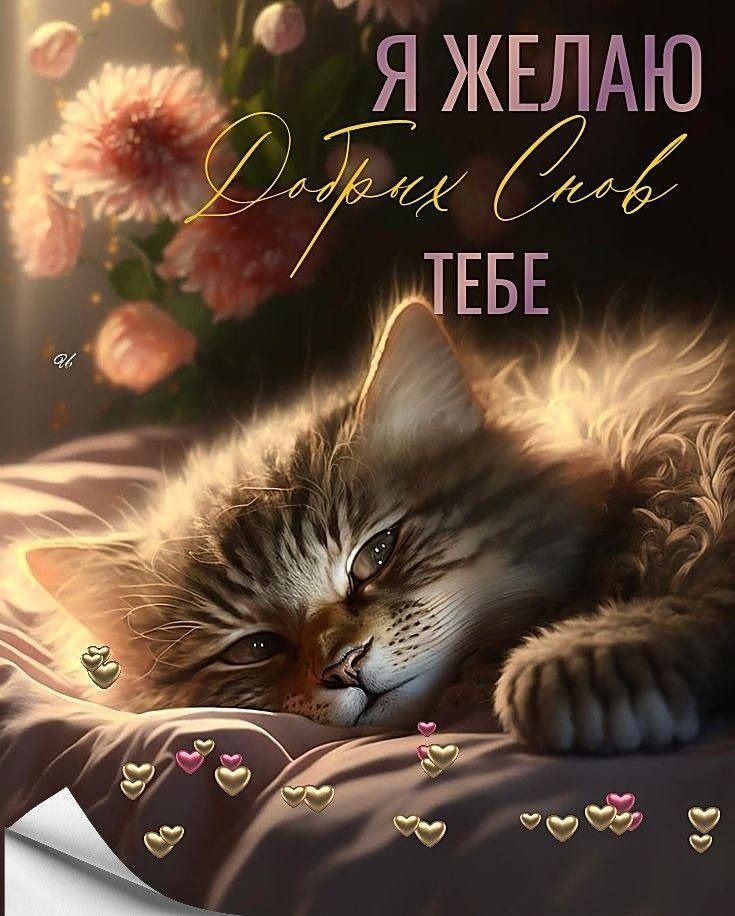 Открытка «Доброй ночи»: Доброй ночи: милый кот и пожелание «Добрых Снов». Тэги: Спокойной ночи, Спокойной ночи…